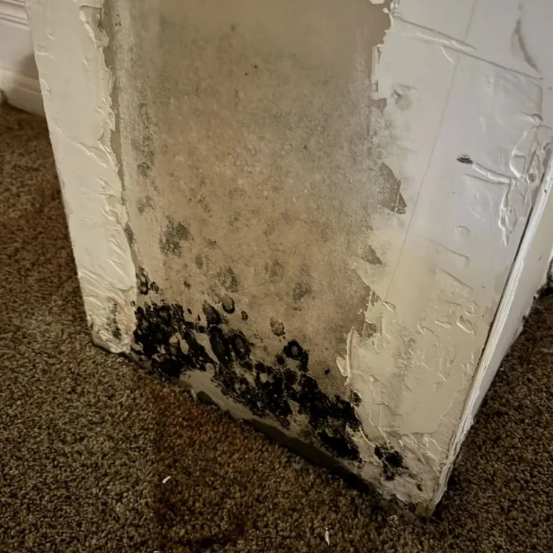 Professional Mold Removal in Benton, IL